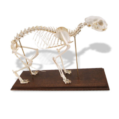 3B Cat Skeleton