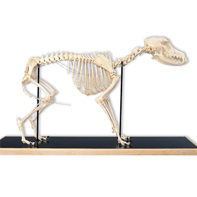 3B Dog skeleton flexibly