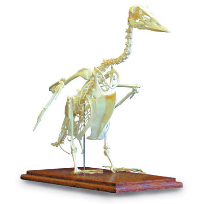 3B Goose Skeleton