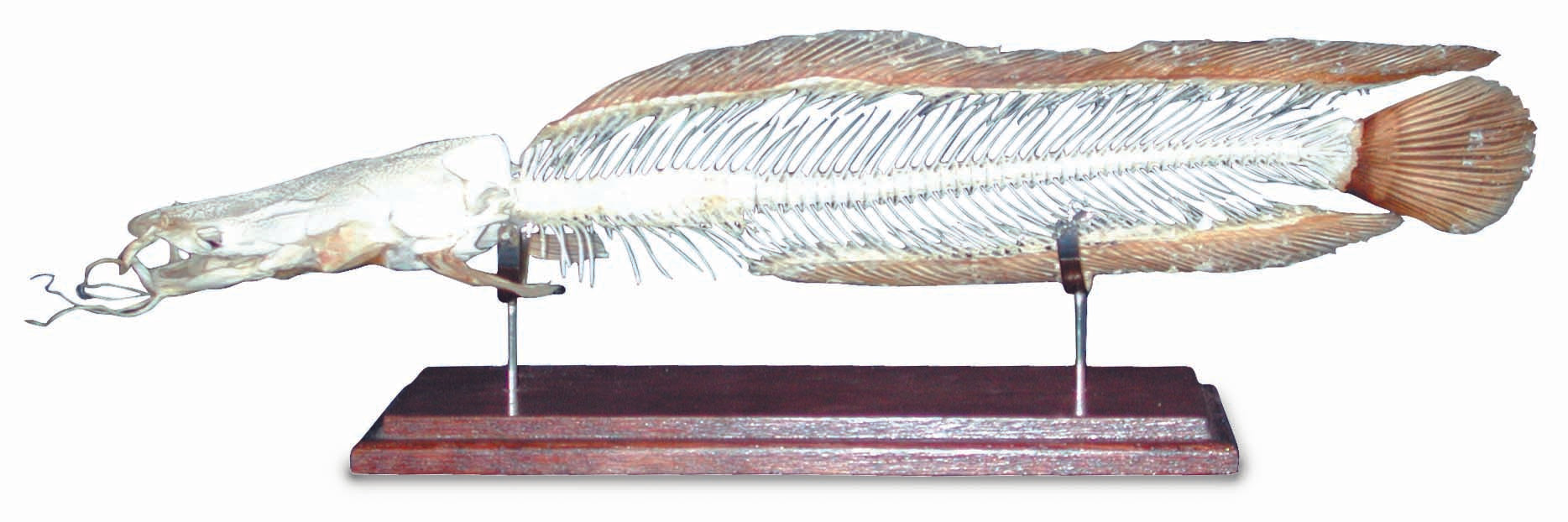 3B African Catfish Skeleton