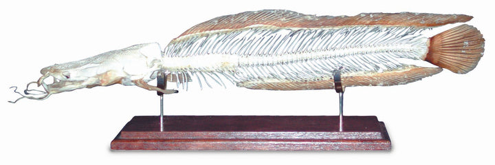 3B African Catfish Skeleton