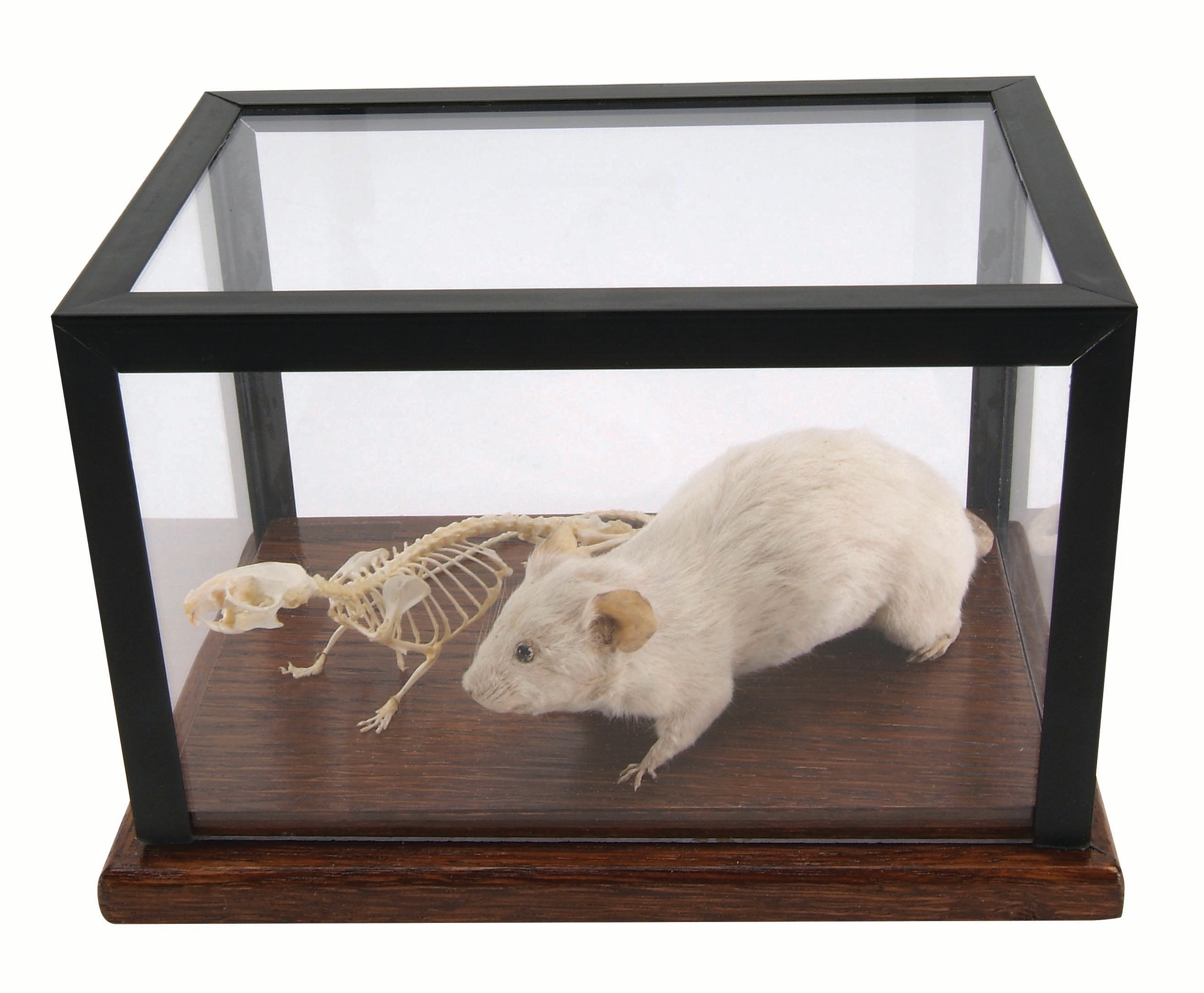 3B Mouse Skeleton + Stuffed Mouse