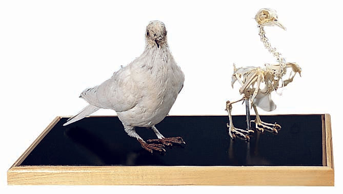 3B Dove Skeleton + Stuffed Dove