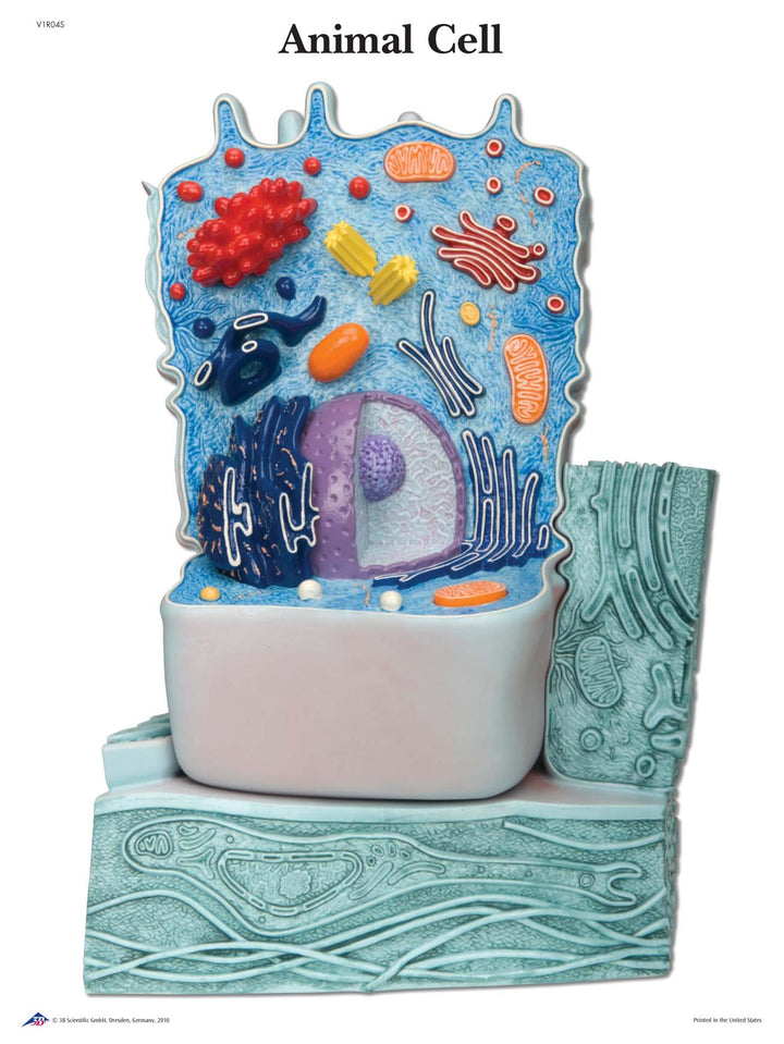 3B The Animal Cell STICKYchartÃ¢â€žÂ¢
