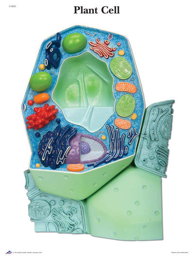 Plant Anatomy Models