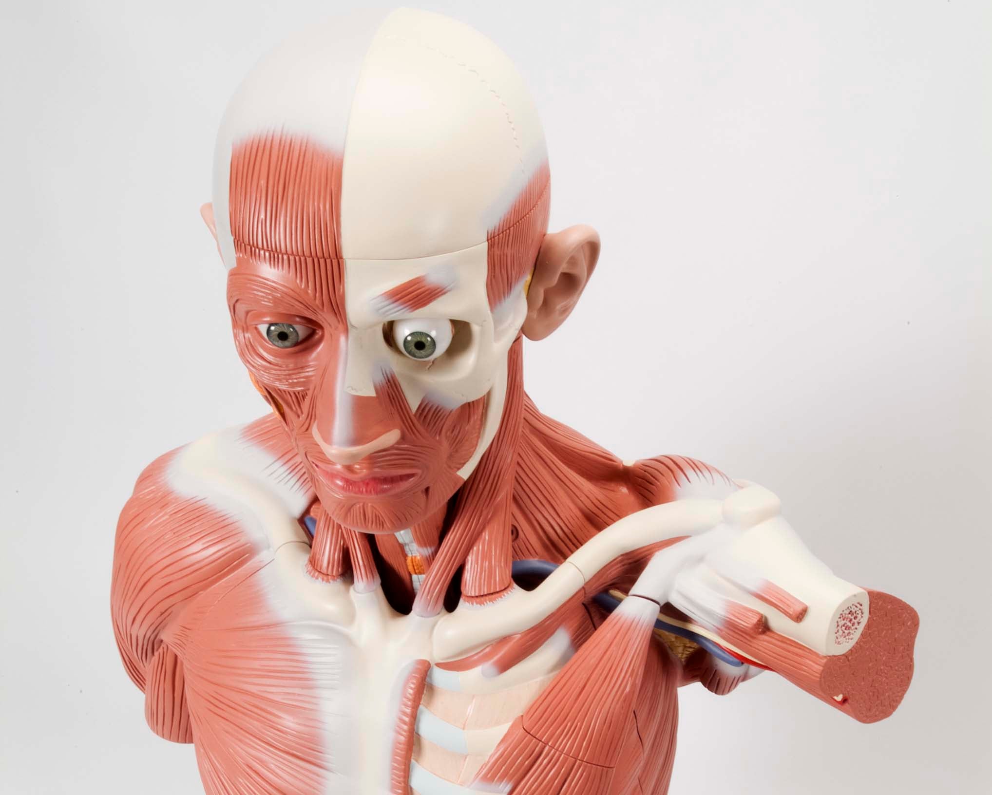 3B Male Muscular Anatomy Model Life-Size 37-Part