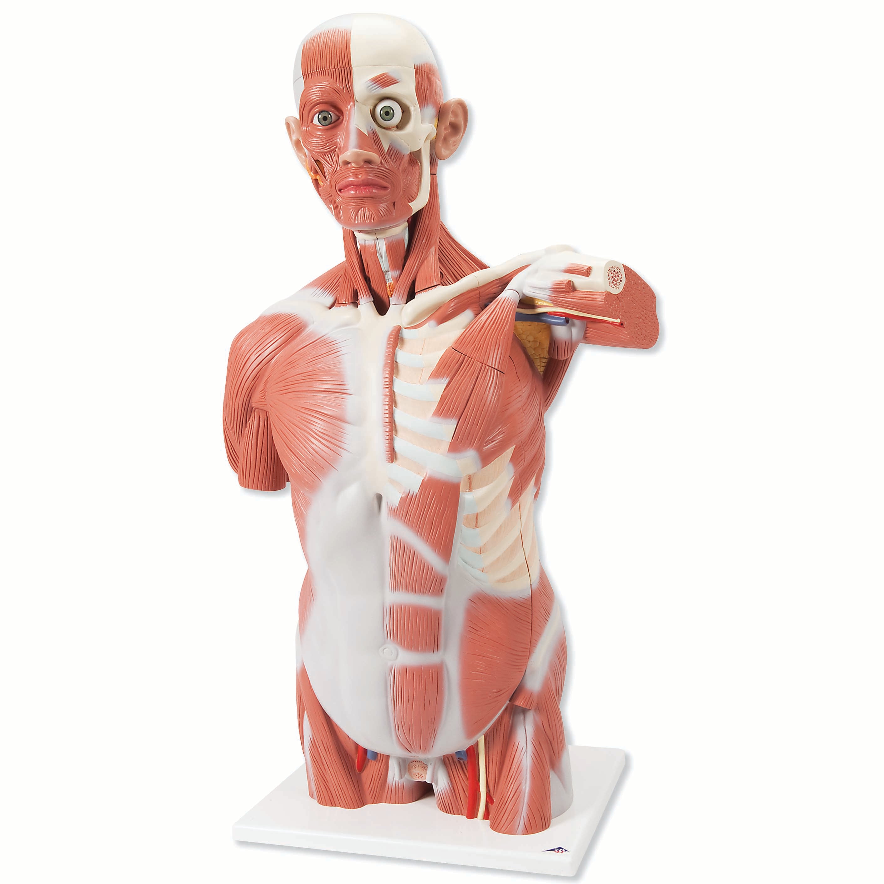3B Life-Size Muscle Torso 27-part