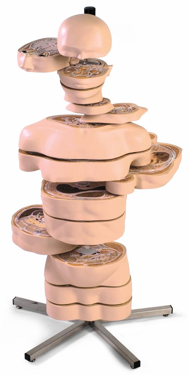 3B Disc-Torso 15 Slices