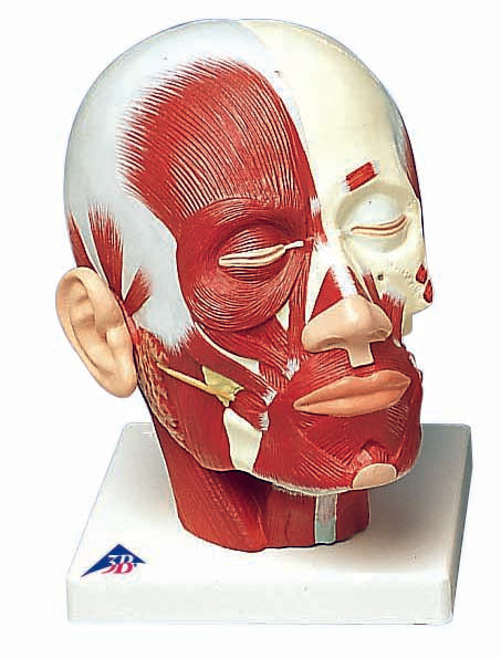 3B Head and Neck Musculature