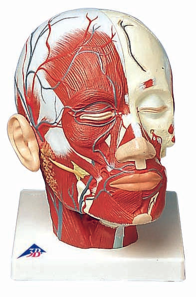 3B Head and Neck Musculature w/ Blood Vessels