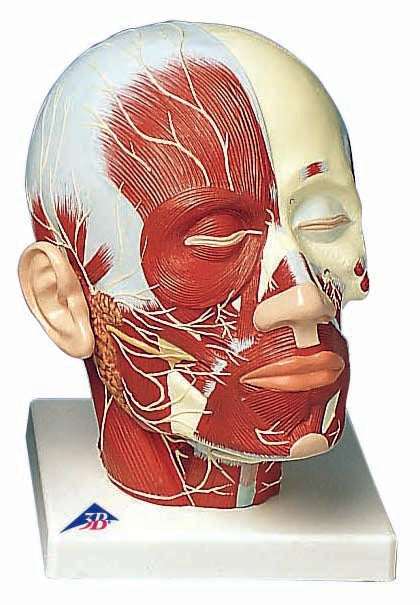 3B Head and Neck Musculature w/ Nerves