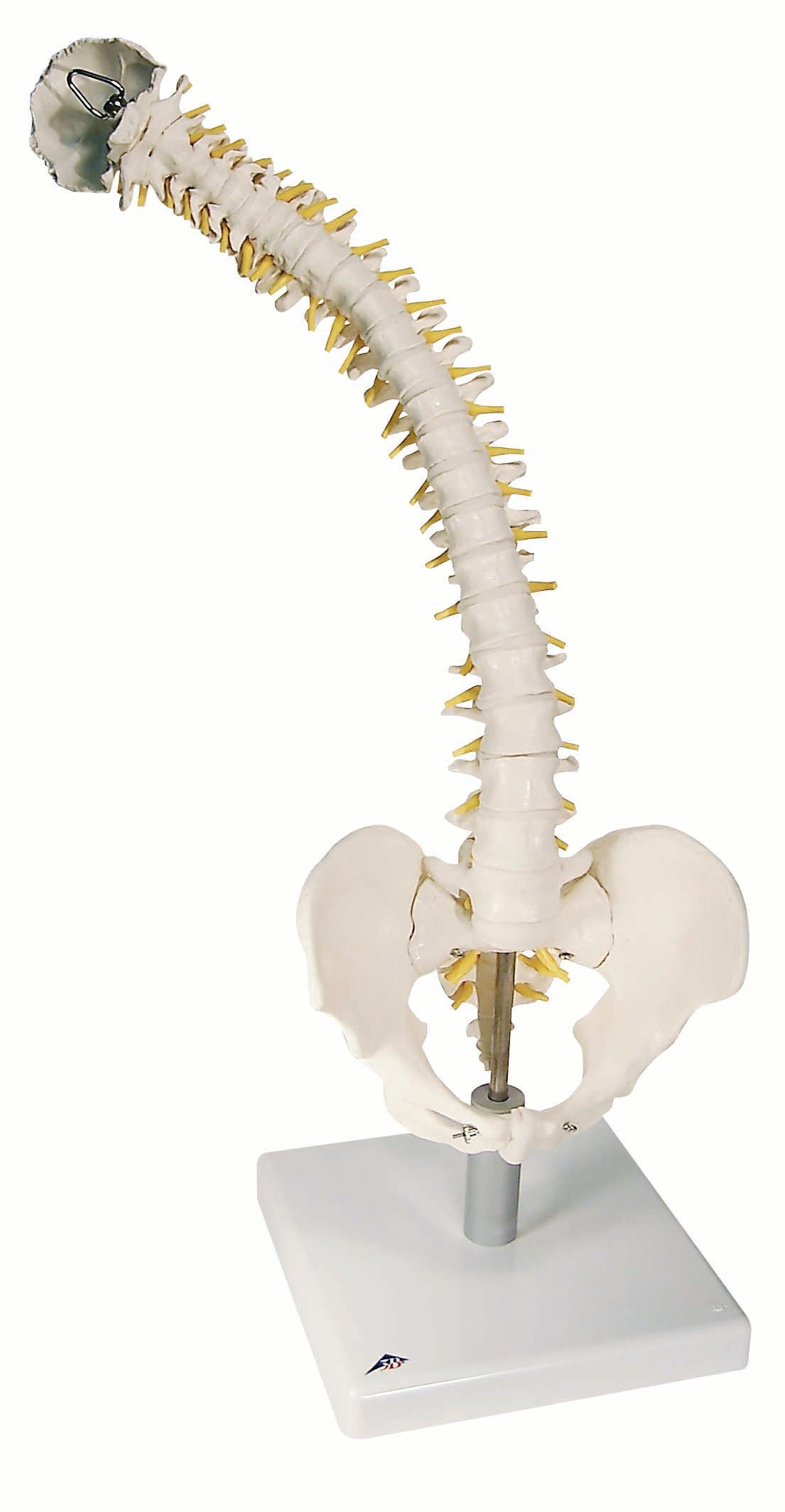 3B Flexible Spine w/Foam Discs w/ Soft Intervertebral Discs