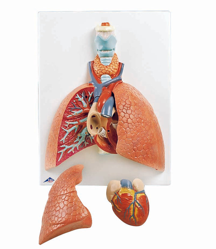 3B Life-Size 5-Part Lung Model