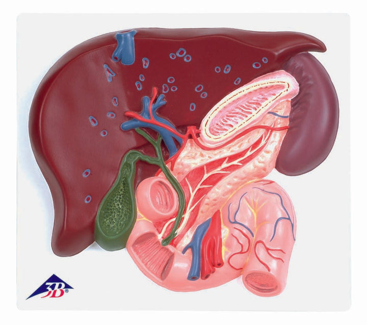 3B Liver w/ Gall Bladder Pancreas and Duodenum