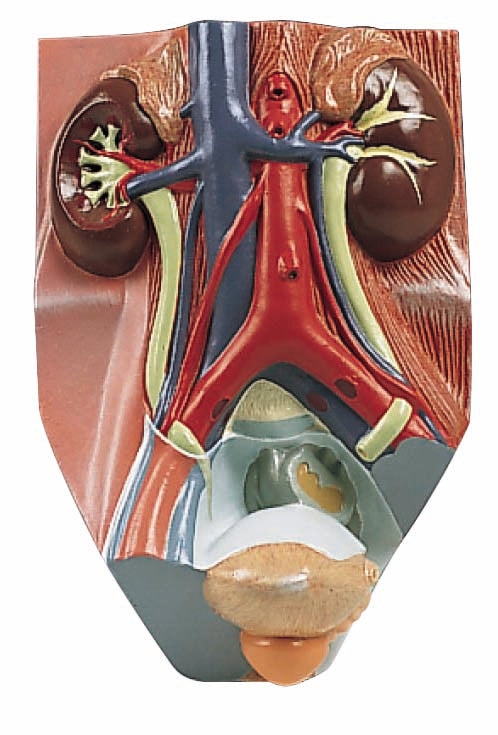 3B Urinary System Male 2.75 Times Full Size