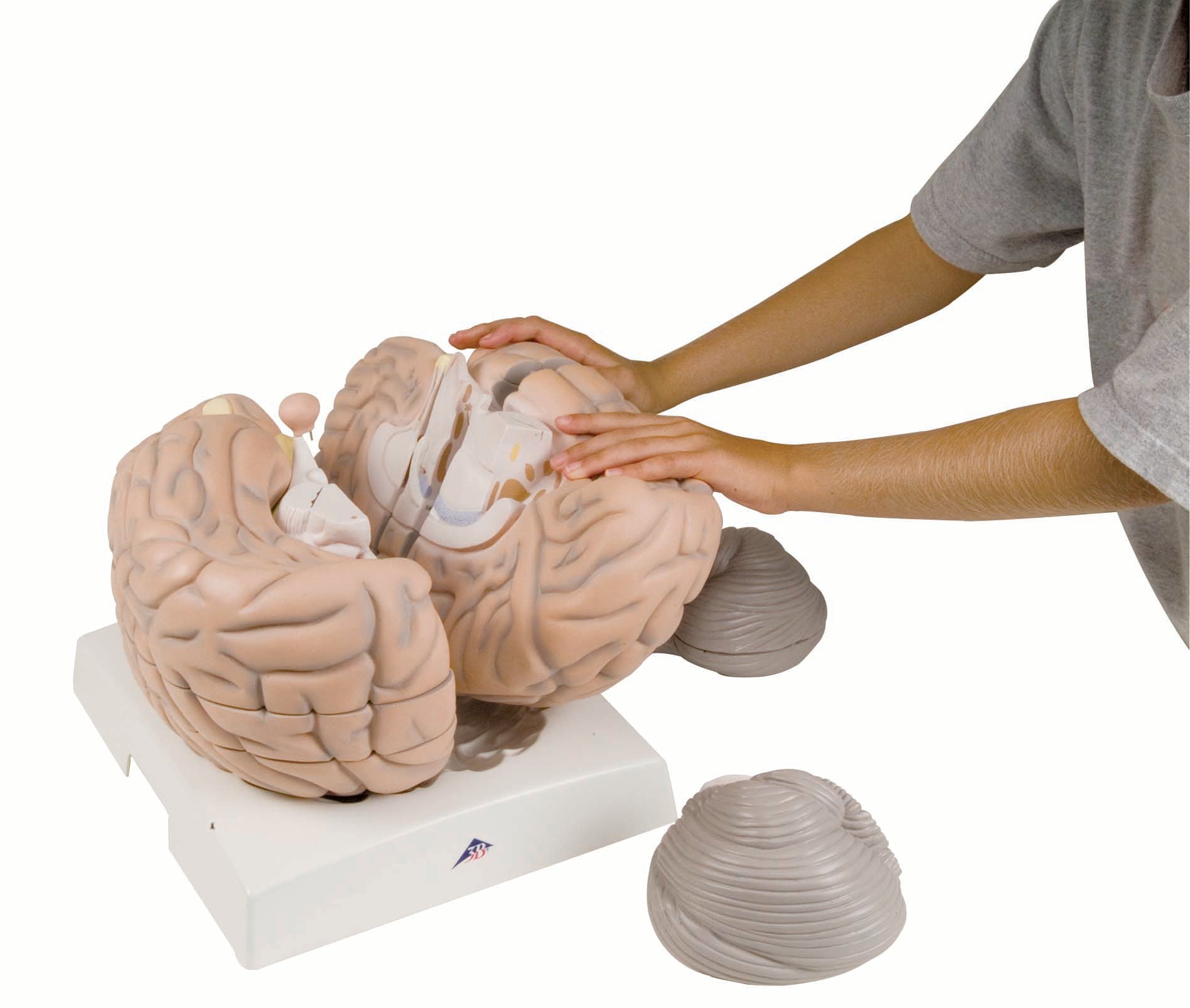 3B Giant Brain 14-Part 2.5 Times Full Size