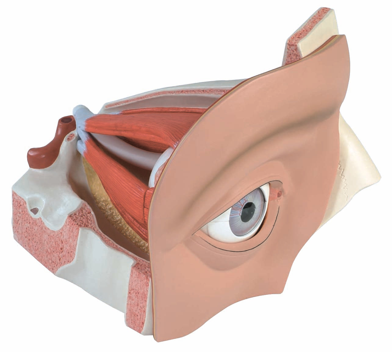 3B Giant Eye in Orbit 11-Part w/ Associated Structures