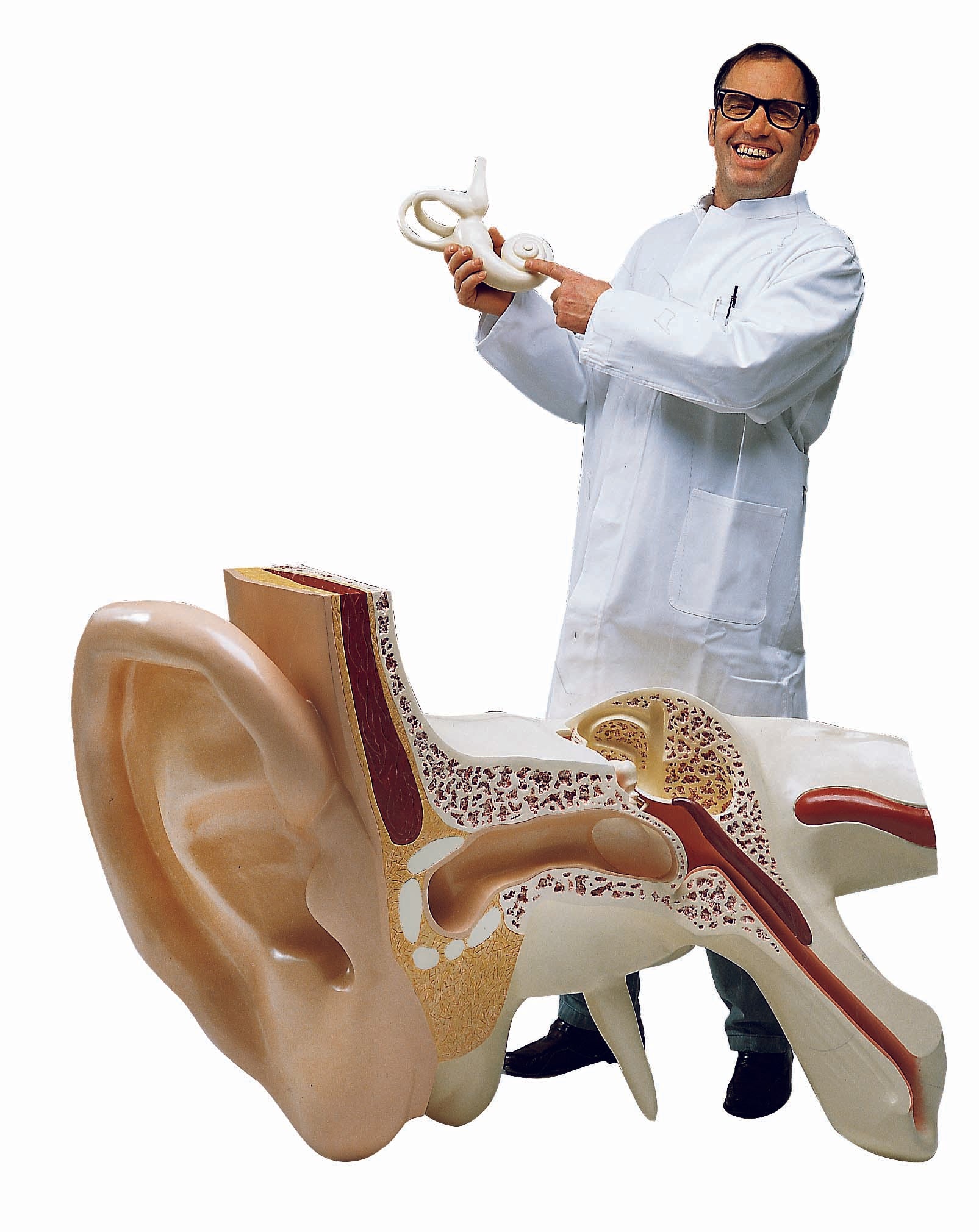 3B The World's Largest Ear 15 Times Full Size 3-Part