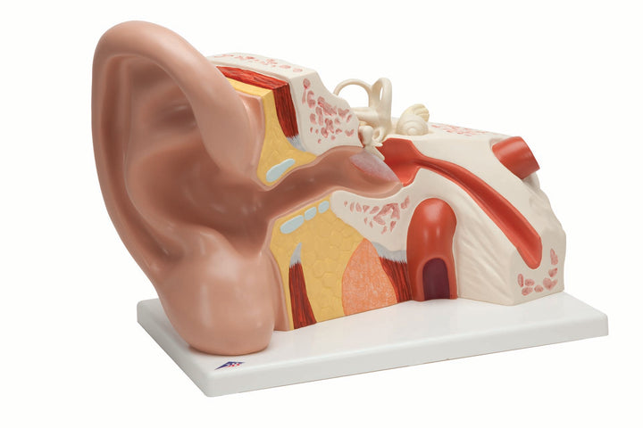 3B Giant Ear 5 Times Full-Size 3-Part