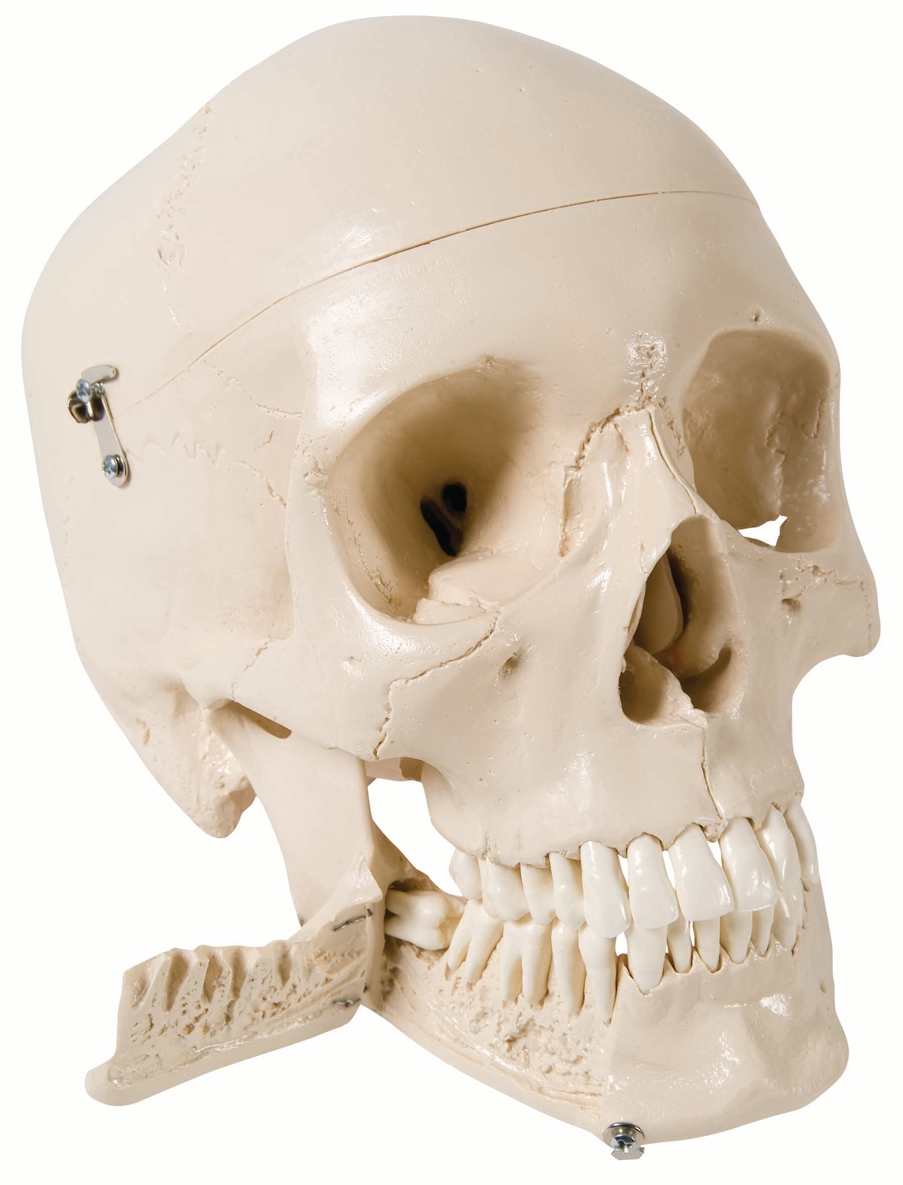 3B Skull w/ Teeth for Extraction 4-part
