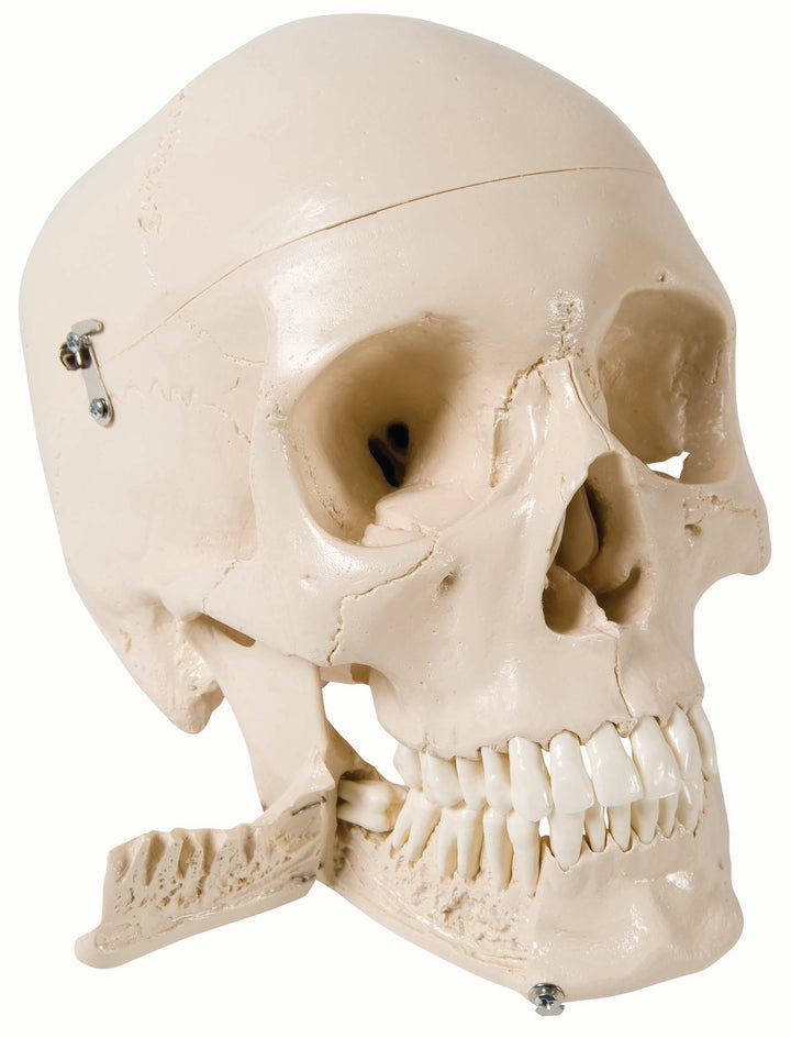 3B Skull w/ Teeth for Extraction 4-part