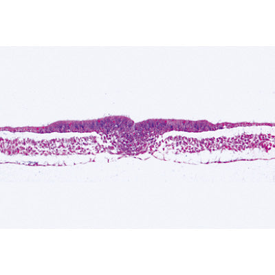 3B Chicken Embryology (Gallus 10 Microscope Slides