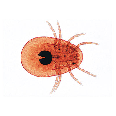 3B Arachnoidea and Myriapoda Micr. Slides/ Set of 12