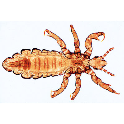 3B Insect (Insecta) 40 Slides w/ Text
