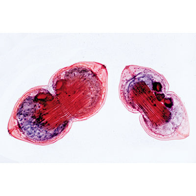 3B Mollusca 15 Slides w/ Text