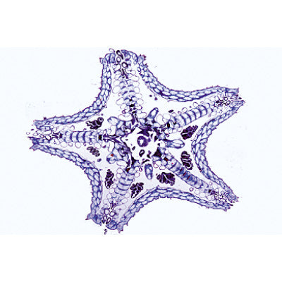 3B Echinodermata Bryozoa-Brach Micr. Slides/ Set of 10
