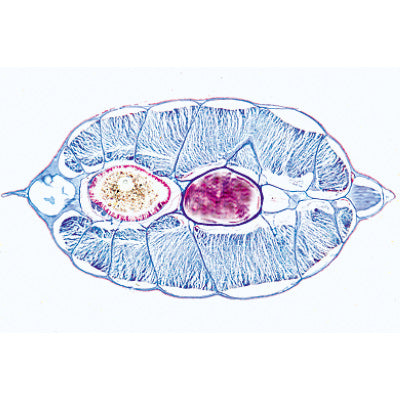 3B Cephalochordata (Acrania) - Micr. Slides/ Set of 10