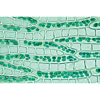 3B Bryophyta (Liverworts-Mosses Microscopes Slides/ Set of 15