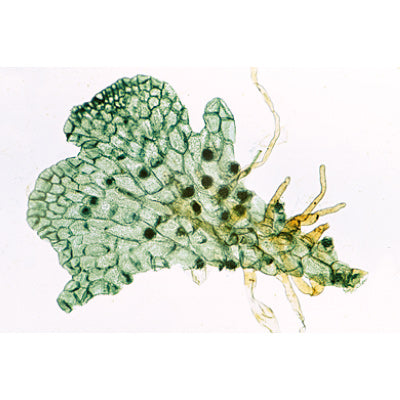 3B Pteridophytes (Ferns/Allies) 15 Microscope Slides-Botany