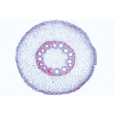 3B Angiospermae III. Roots English