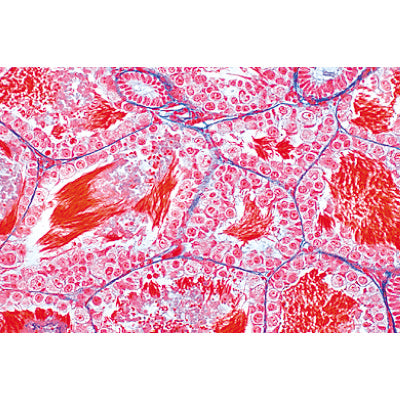 3B The Animal Cell Micrsocope Slides/ Set of 12