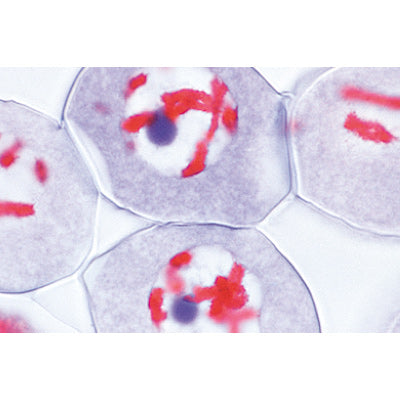 3B Plant cell Microscope Slides-Embryology