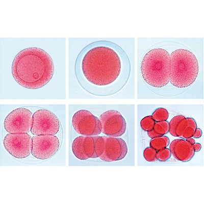 3B Genetic Microscope Slides Set of 25