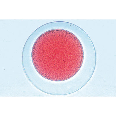 3B The Sea Urchin Embryology Microscope Slides/ Set of 12