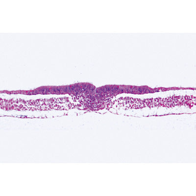 3B The Chicken Embryology Microscope Slides/ Set of 10