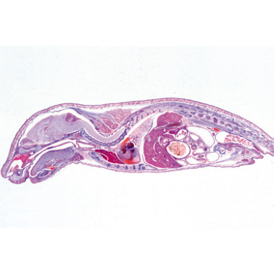 3B Pig embryology (Sus scrofa) - Microscope Slides/ Set of 10