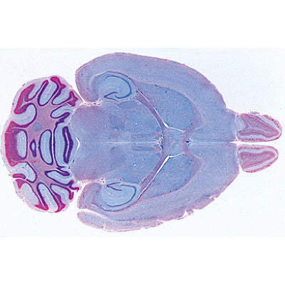 3B Histology of Mammalia Collection-Spanish