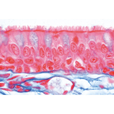 3B Normal Human Histology Large Grande I Parte en Espa ol
