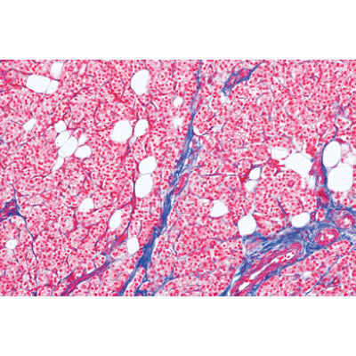 3B Normal Human Histology Large Grande II Parte en Espa ol
