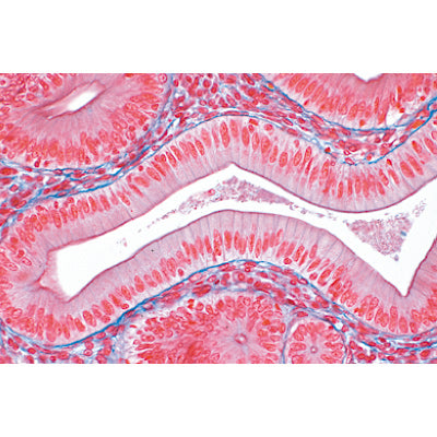 3B Tejidos Histoligia y Ciencia Micr. Slides/ Set of 15