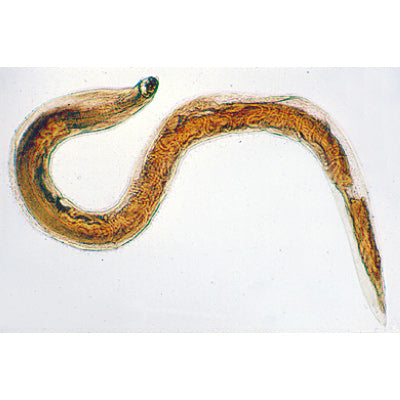 3B General Parasitology-Spanish 50 Microscope Slides