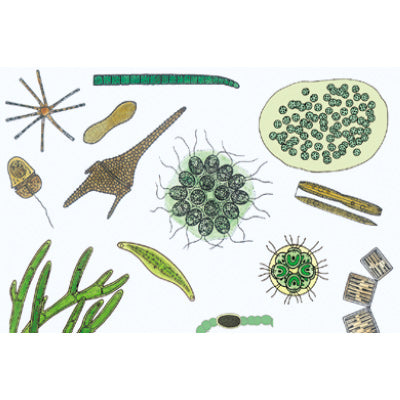 3B The Microscopic Life in the Spanish