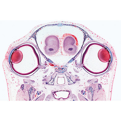 3B Series III. Organs of Sense English