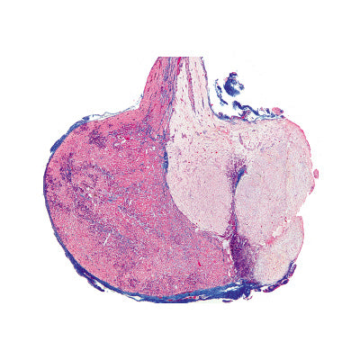 3B Series IV. Hormone Organs and Hormonal Function