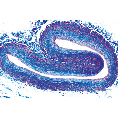 3B Histology of Vertebrata excl. Mammalia