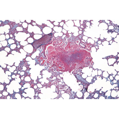 3B Histology of Mammalia/Element Microscope Slides Set of 25